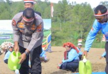 Kapolda Sumut Pimpin Penanaman Bawang Putih Serentak di Samosir, Dukung Percepatan Swasembada Pangan